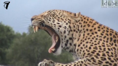 Male Leopard Shows His Teeth