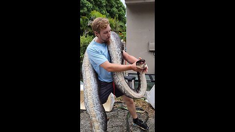 biggest anaconda