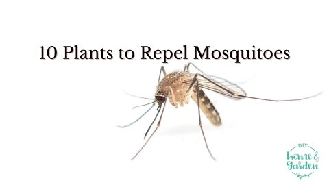 10 Plants to Repel Mosquitoes (Reclaim Your Patio by Controlling Mosquitoes Naturally)