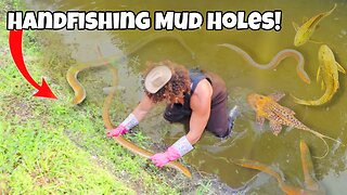 Catching DEADLY Fish From MUD HOLES!