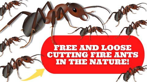 VIDEO TUTORIAL WITH CUTTER FIRE ANTS WORKING FREE AND LOOSE IN NATURE!
