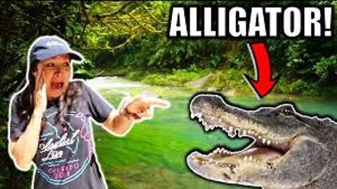 ALLIGATOR Prank