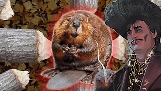 Death by Beaver