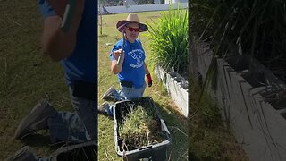 Clearing weeds from the garden #gardeningwithbarchuckin #shorts