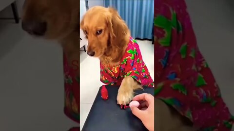 Funny Dogs & Cats Movement #trending #viral #funnyvideo