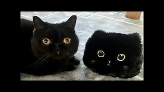 Funny animals - Funny cats dogs - Funny animal videos