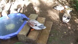 Welsh Harlequin cross ducks, an older video i found from a few years back