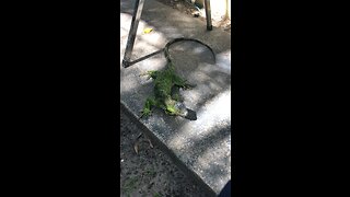 Feeding the iguana like a pidgeon.