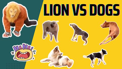 Ultimate Dog vs Lion Prank: Hilarious Animal Costume Shenanigans!