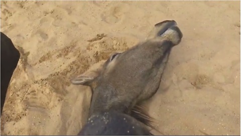 Horse sprawls out on back just like a human