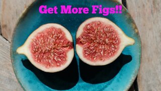 Get More Figs Than You Can Eat!! | Become A Master Of Cold Climate Fig Growing!!