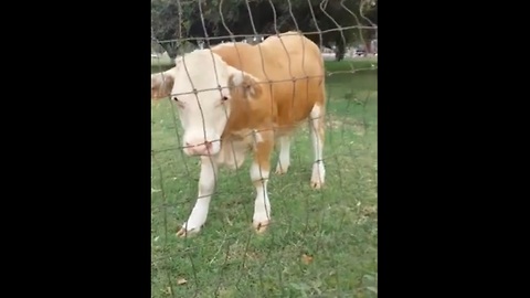 Happy cow runs alongside a wheelchair