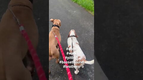 A nice long walk. #dogs #dogshorts #dogsofyoutube #pitbull #bassethound #bestfriends #walkthedog