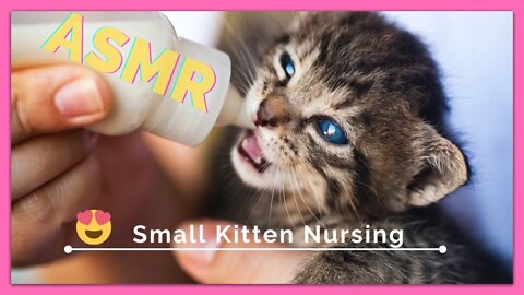 Baby Cat ASMR 😍 Kitten are Nursing Really Small Kitties (4 Day Old) Nursing #1/1