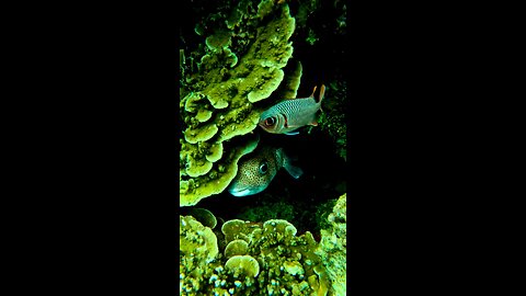 Guam Puffer Fish