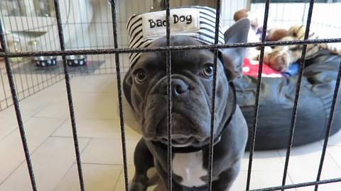 Puppy behind bars wants to "break free"