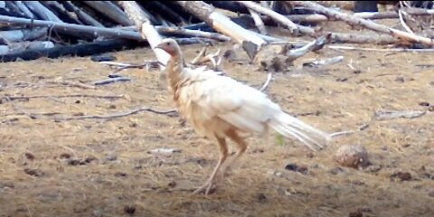 The White Turkey