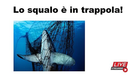 Lo squalo è in trappola!