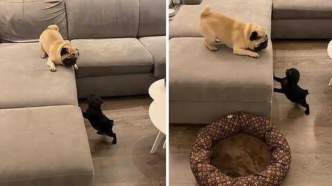Pug's First Time Meeting New Puppy Addition
