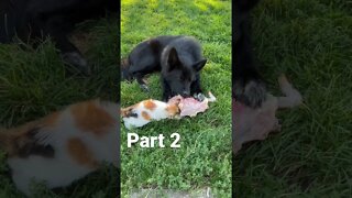 Wolf Dog Puppy Sort Of Sharing Food With Kitten. 🐺🐓 #shorts #farmkitten #lycanshepherd