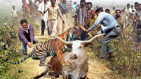 Tiger Hunting Cows While Pregnant - What Will Happen To The Tiger After The Villager's Cattle Attack