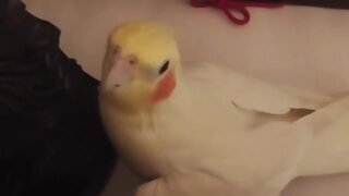 Parrot cheerfully whistles "If You're Happy And You Know It" tune