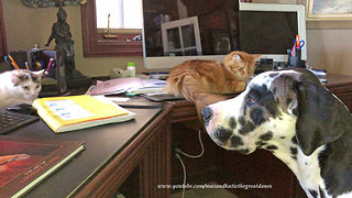 Great Dane puppy begs cats or dog to play with him