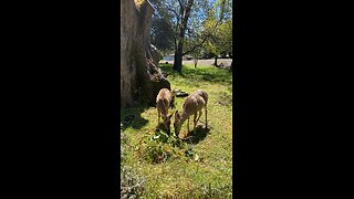 Deer in My Yard