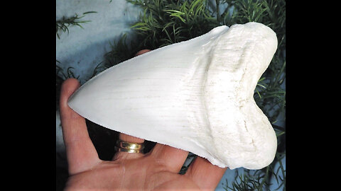 Megalodon Shark Tooth Replica 7 Inches Long White