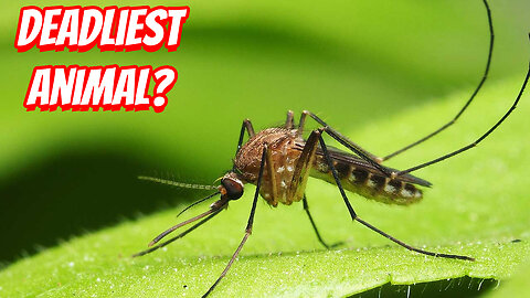 How Truly Dangerous Are Mosquitoes?