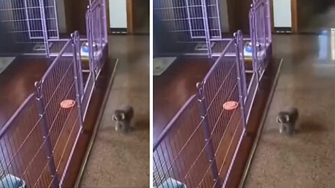 Little Puppy Outsmarts its owners-Cute and Smart puppy😲😲