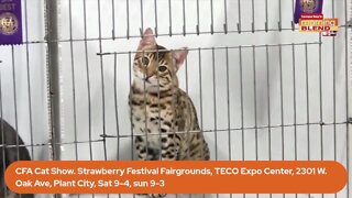 CFA Cat Show | Morning Blend