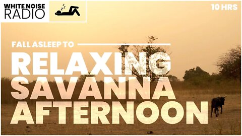 RELAXING SAVANNA AFTERNOON | 10 Hours of Savanna Sleeping | White Noise Radio - Relaxation Sounds