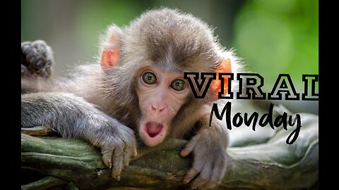 Viral Monkey 🔥🔥 Monkey playing with their friends enjoying !!4k footage of viral Monkey