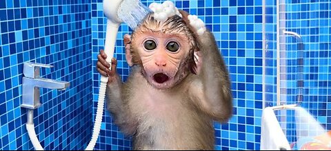 Monkey baby Bon Bon oes to the toilet and plays with Ducklings in the swimming pool🏊