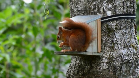 Cute squirrel eats in funny way (for squirrel lovers)