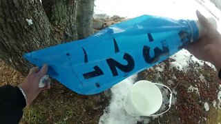 #160 Collecting Maple Sap