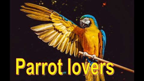 Parrot group 1