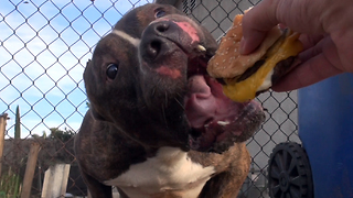 Kids Threw Rocks At Pit Bull Who Just Wanted To Be Loved