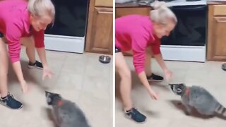 Raccoon thrilled after owner slides him across the floor