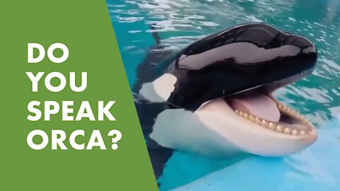 Sakari is SeaWorld San Antonio's Most Playful Orca!