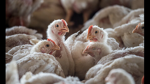 Exposing Chickens Mistreatment in Factory Farming