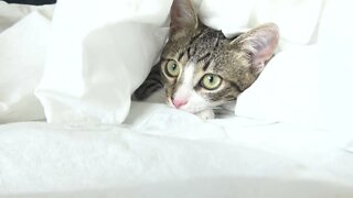 A Small Cat Has Hidden under a Bedsheet