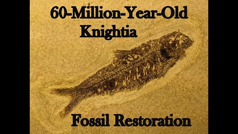 60-Million-Year-Old Knightia Fossil Restoration