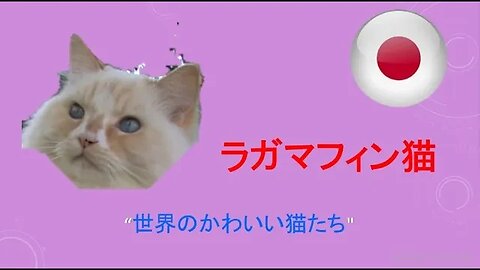 #ラガマフィン "世界のかわいい猫たち"