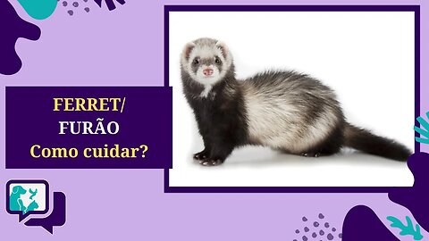 Ferret: Furão no Brasil - Saiba Como Cuidar