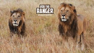 Dominant Males Of Enkoyonai Lion Pride | Maasai Mara Safari | Zebra Plains