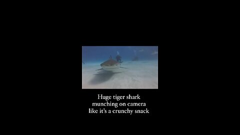 Huge tiger shark munching on camera like it’s a crunchy snack