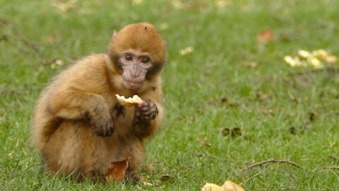 Funny Pretty Baby Monkey Eats Bread