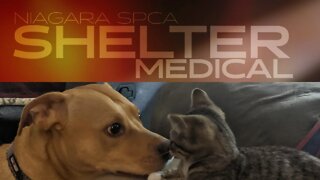 Kitten Leg Fracture | Shelter Medical